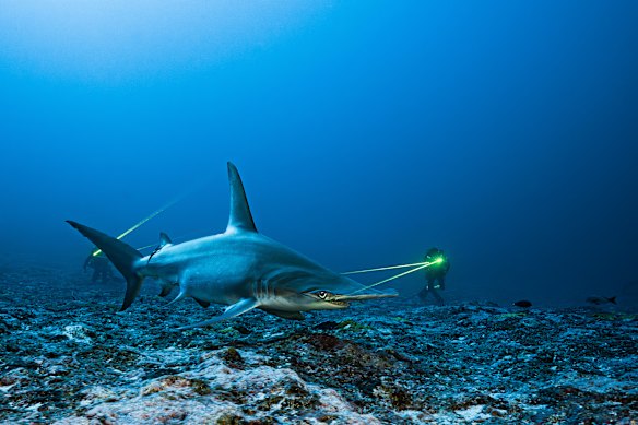Winner of the Conservation (Hope) category.