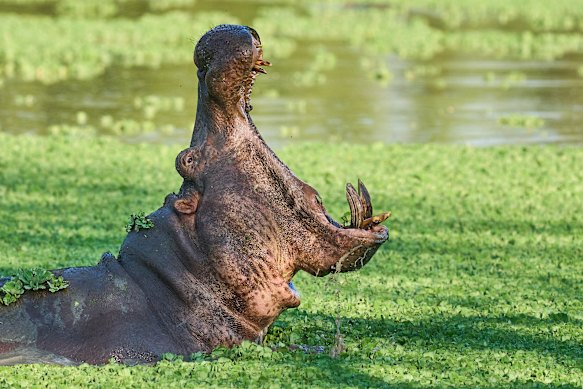Hippo greets the day...  South Luangwa National Park, Zambia.