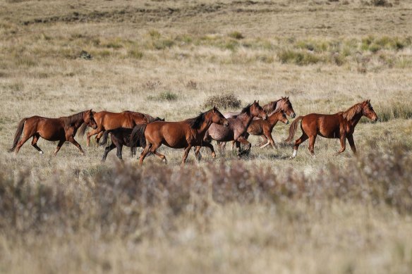 Feral horses cross Long Plain in Kosciuszko National Park.