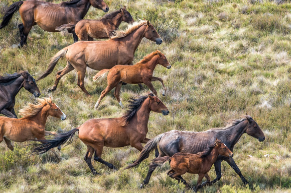 Feral horses at Long Plain in Kosciuszko National Park, where numbers of the animal have exploded even as aerial culling has been resumed.