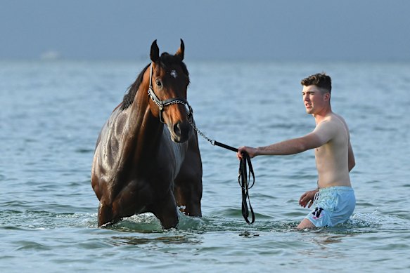 William Lee takes Cox Plate runner Sir Delius for a walk at Altona Beach in Melbourne this week.