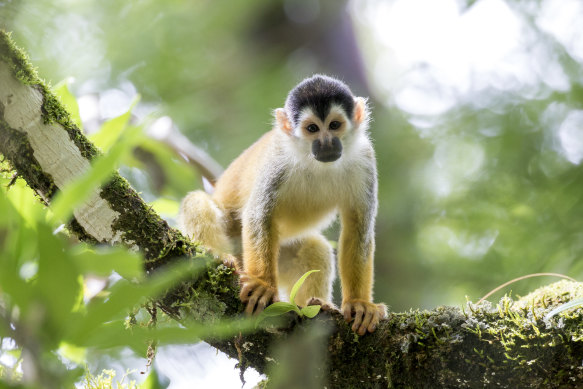 A Central American squirrel monkey, Costa Rica.