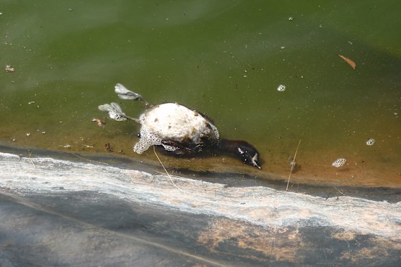 Buru Energy’s fracking wastewater pond in the Kimberley. 
