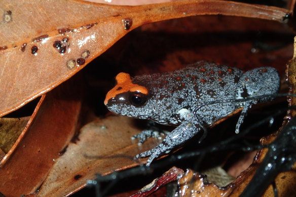 The red-crowned toadlet, found in the Sydney Basin, is already listed as vulnerable by the Commonwealth.
