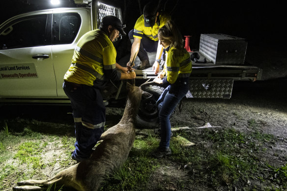 Preparing to load the three-year-old rusa stag deer.