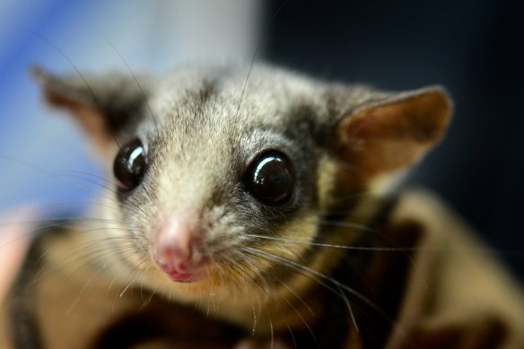 The critically endangered Leadbeater's possum lives in tree hollows in Victoria's central highlands.