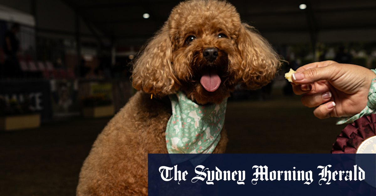 Royal Easter Show 2024: oodles dog competition - Vimarsana News