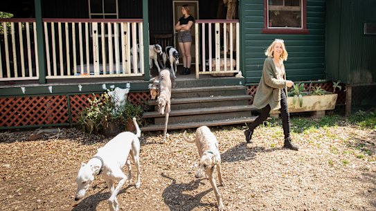 Lisa White, who founded the Friends of the Hound charity after discovering how many racing greyhounds were killed each year, with canine friends at her property in northern NSW. 
