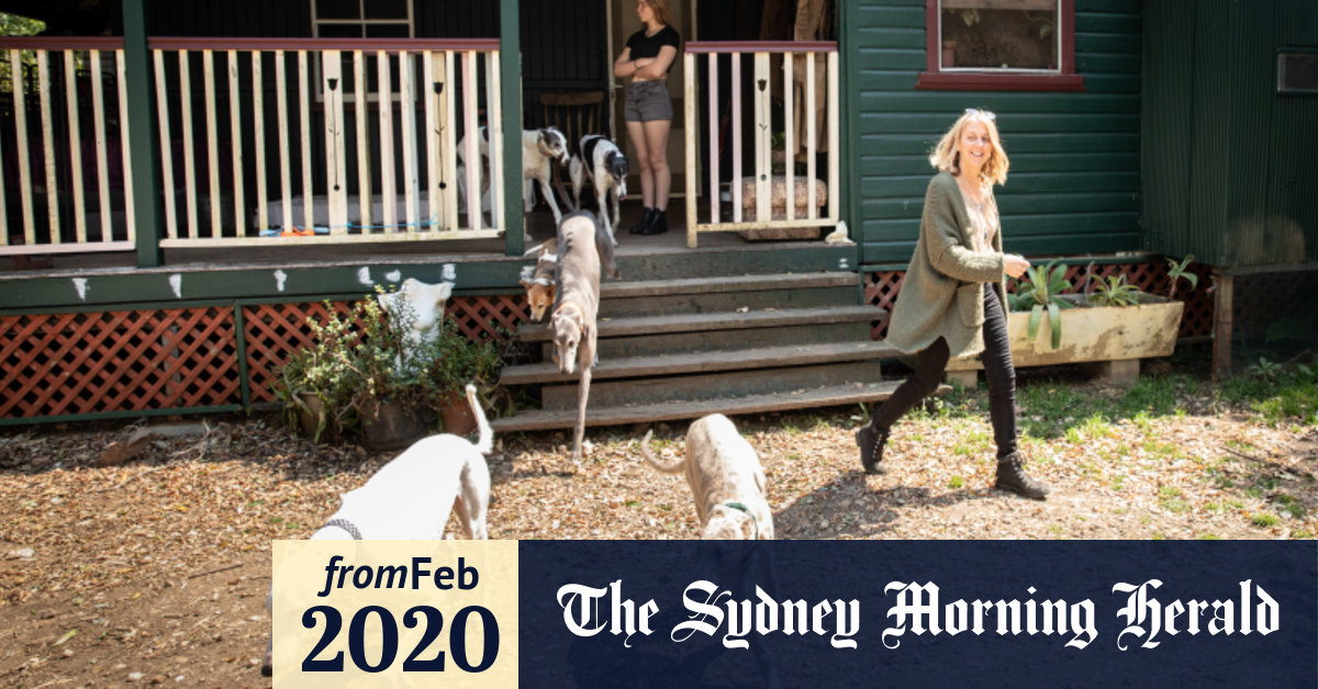 retired bloodhounds for adoption