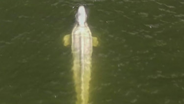 A drone image of the Beluga whale in the Seine river in Saint-Pierre-la-Garenne region, west of Paris, on Friday.
