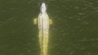Emaciated but alert: Beluga whale stranded in Seine given vitamin dart