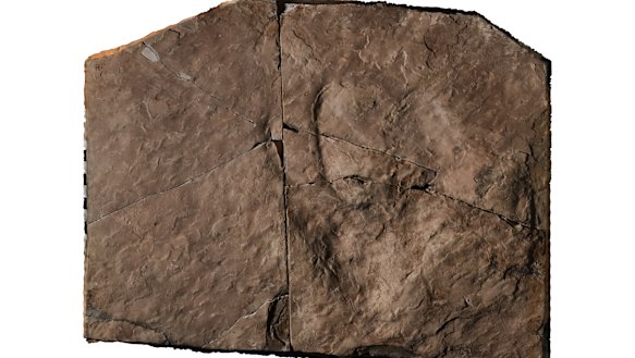 An image of the dinosaur fossil found in the old Albion quarry.