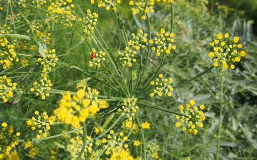 Fennel in flower at Glenmore House. 