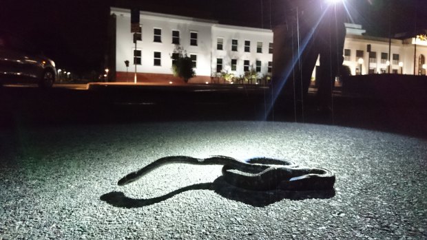 Snake catcher Luke Dunn was called to Old Parliament House on Sunday night to retrieve a carpet python.