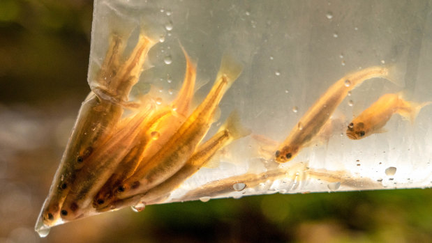 Galaxia fish before release. 