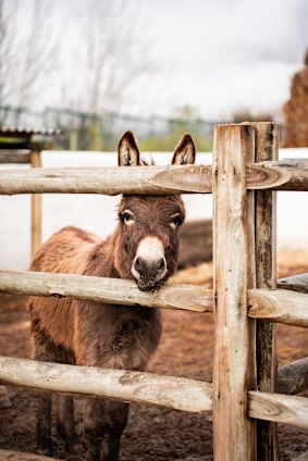 Even the donkeys are well behaved.