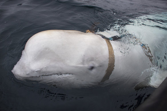 The beluga whale with the mysterious harness discovered in Norwegian waters  in 2019. 