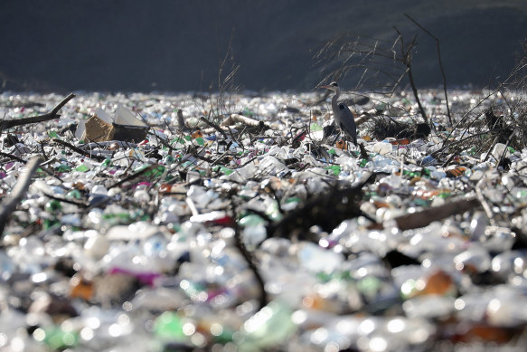 A grey heron stands between dumped plastic bottles and barrels on the bank of the Potpecko Lake on the Lim river, near city of Priboj, Serbia,