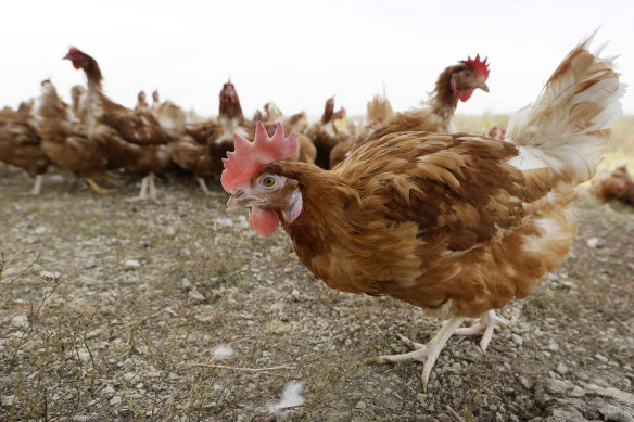 The H3N8 subtype of avian influenza doesn’t usually spread between people.