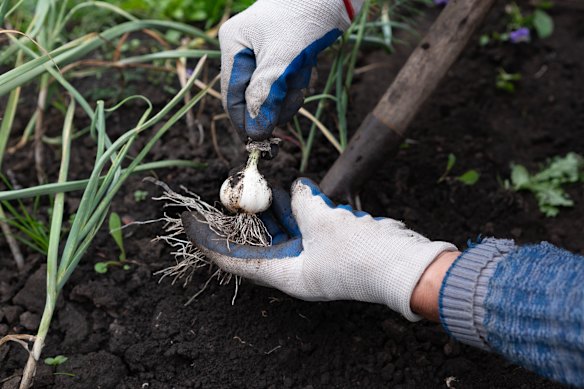 Now’s the perfect time to plant garlic.