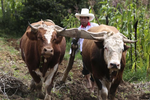 Free Peru party presidential candidate Pedro Castillo guides a plow pulled by cattle on his property in Chugur, Peru.