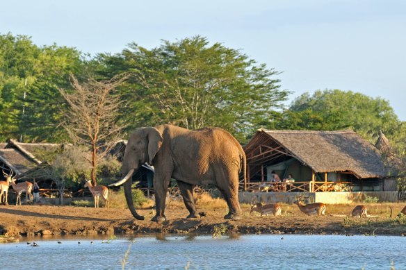 Wildlife graze by the water at Satao Camp.