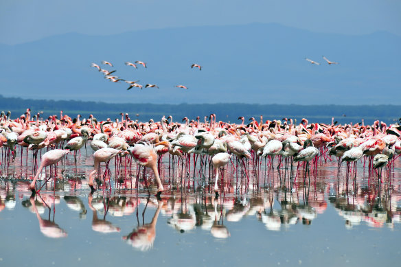 Kenya’s Lake Nakuru is one of the Rift Valley soda lakes.