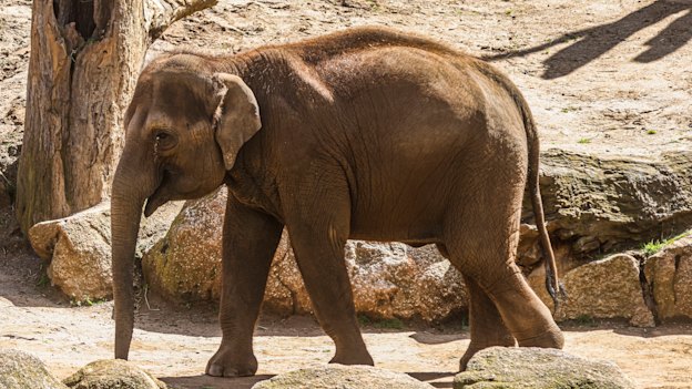 Mali, one of three pregnant elephants at Melbourne Zoo. An elephant’s gestation period can be up to 22 months – the longest of any mammal.