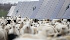 Sheep and solar farms can co-exist.