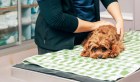 Listed UK veterinary company CVS Group has been buying up vet practices in Australia. 