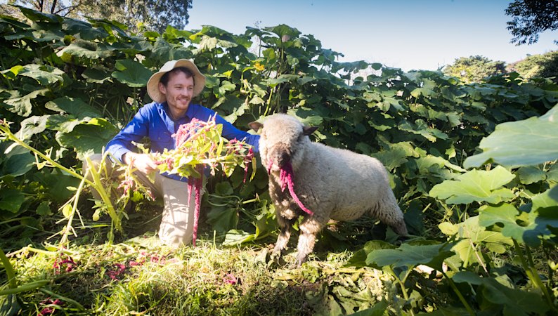 Iconic inner-city farm set for takeover after insolvency threat