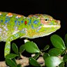 Madagascar’s Labord’s chameleon: does it have a challenger for the world’s shortest-lived creature in the Australian political leader?