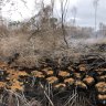 Peat swamps in WA’s south were deemed ‘endangered’. They’re still smouldering after a prescribed burn