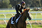The Joseph O’Brien-trained Defiantly during a track gallop at Werribee.