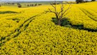 Canola farmers in Australia have been dealt a blow when it comes to exporting to China.