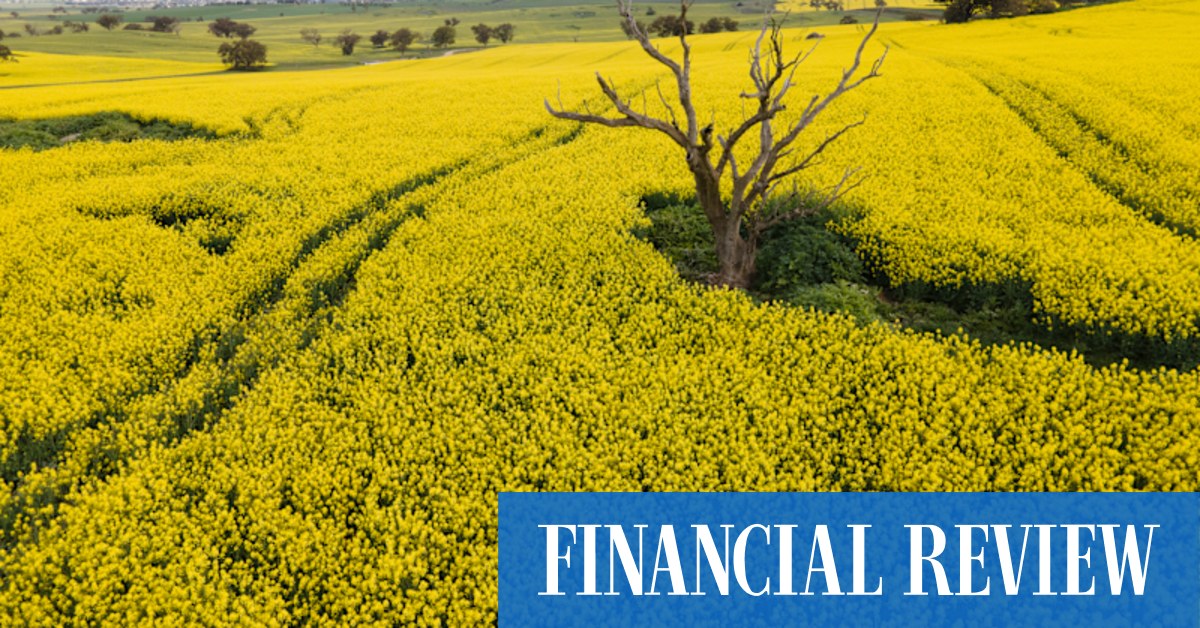 Blow to Australian farmers as Chinese importer buys Canadian canola