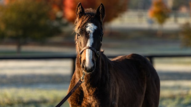 The Winx-Snitzel colt will go to market next Easter.