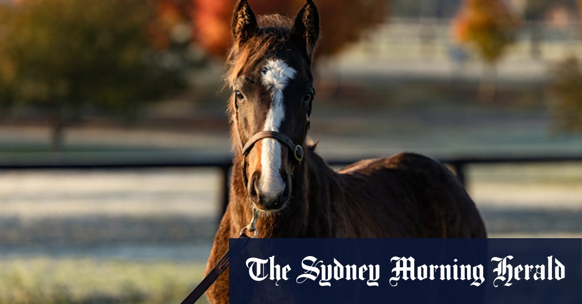 Son of Winx could have a $20 million price tag