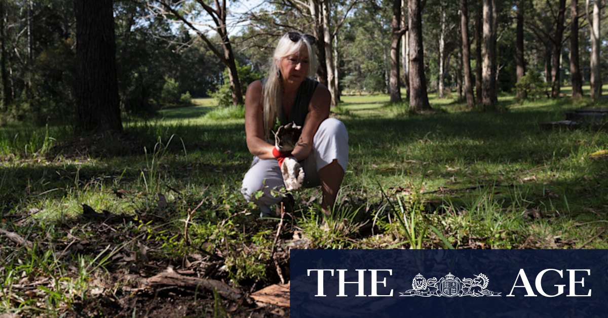 NSW floods: West Cambewarra cemetery locals alarmed by increased flooding - Vimarsana News