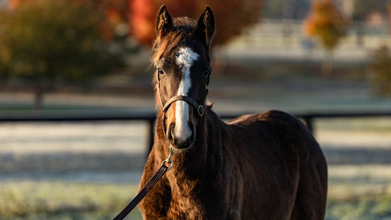 Son of Winx could have a $20 million price tag