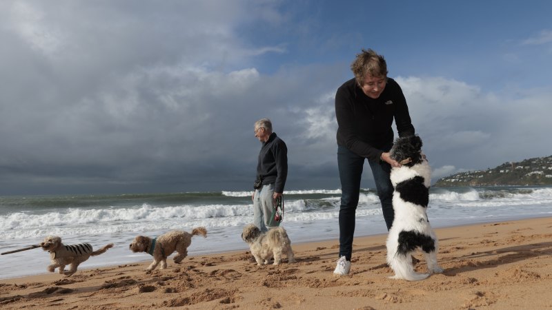 Dog walking northern discount beaches