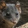 What is killing off the cute cannibal marsupials? Take the Brisbane Times Quiz