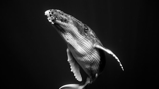 Whale snack stops challenge feast or famine myth: Australian Museum