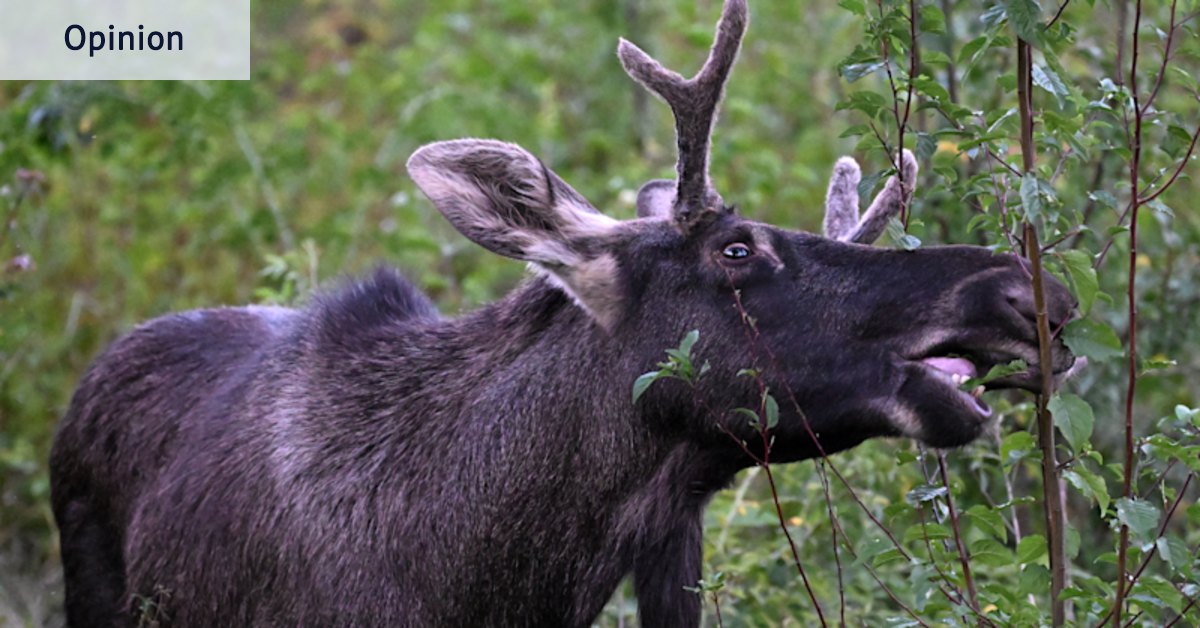 Forget skibidi: Why Austria fell for a moose and Iceland crowned a parking fine