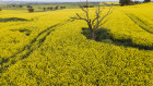 Demand for new varieties of canola seeds is rising fast and helping to underpin a powerful growth engine for Nufarm. 