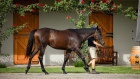 The Winx filly, also known as “Princess”, being paraded at the Coolmore Stud yearling barn.