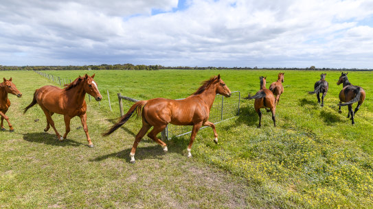 The Age, News, 18/10/2019 photos by Justin McManus.
Nikki Cook who rehomes or retrains thoroughbred horses that have finished their racing career. She is very critical of Racing Victoria for not doing enough to fund horses after they have finished racing.
Horses are move into a fresh paddock.