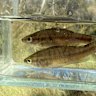 Balston’s pygmy perch was found in the upper catchment of the Helena River.