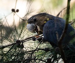 The habitat of glossy black cockatoos is almost entirely within the bushfires footprint.