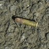Mystery over rusty bullet found outside burnt-out synagogue